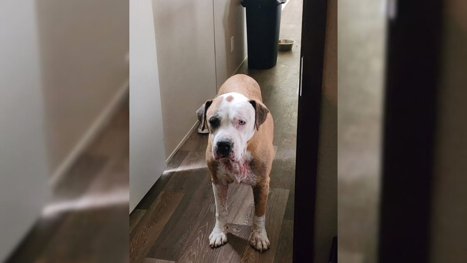 Texas Woman Spots Familiar Face Online And Realizes Her Lost Dog Has Been Found After Seven Years