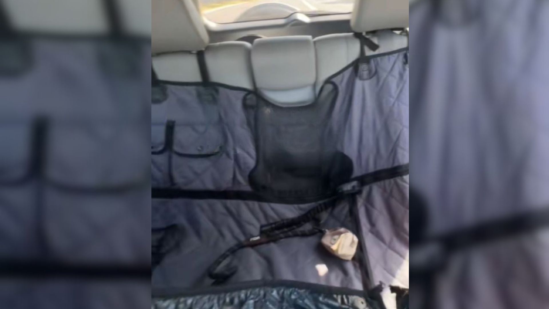 Texas Woman’s Heart Races When Her Dog Disappears From Backseat During A Red Light Stop