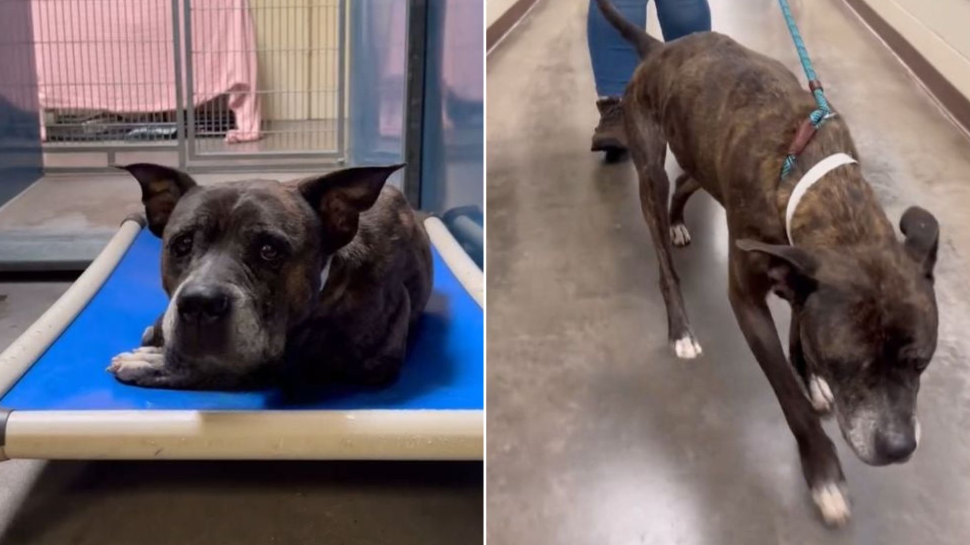 The Heartbreaking Truth Uncovered After Arizona Shelter Saves 12-Year-Old Dog From Euthanasia