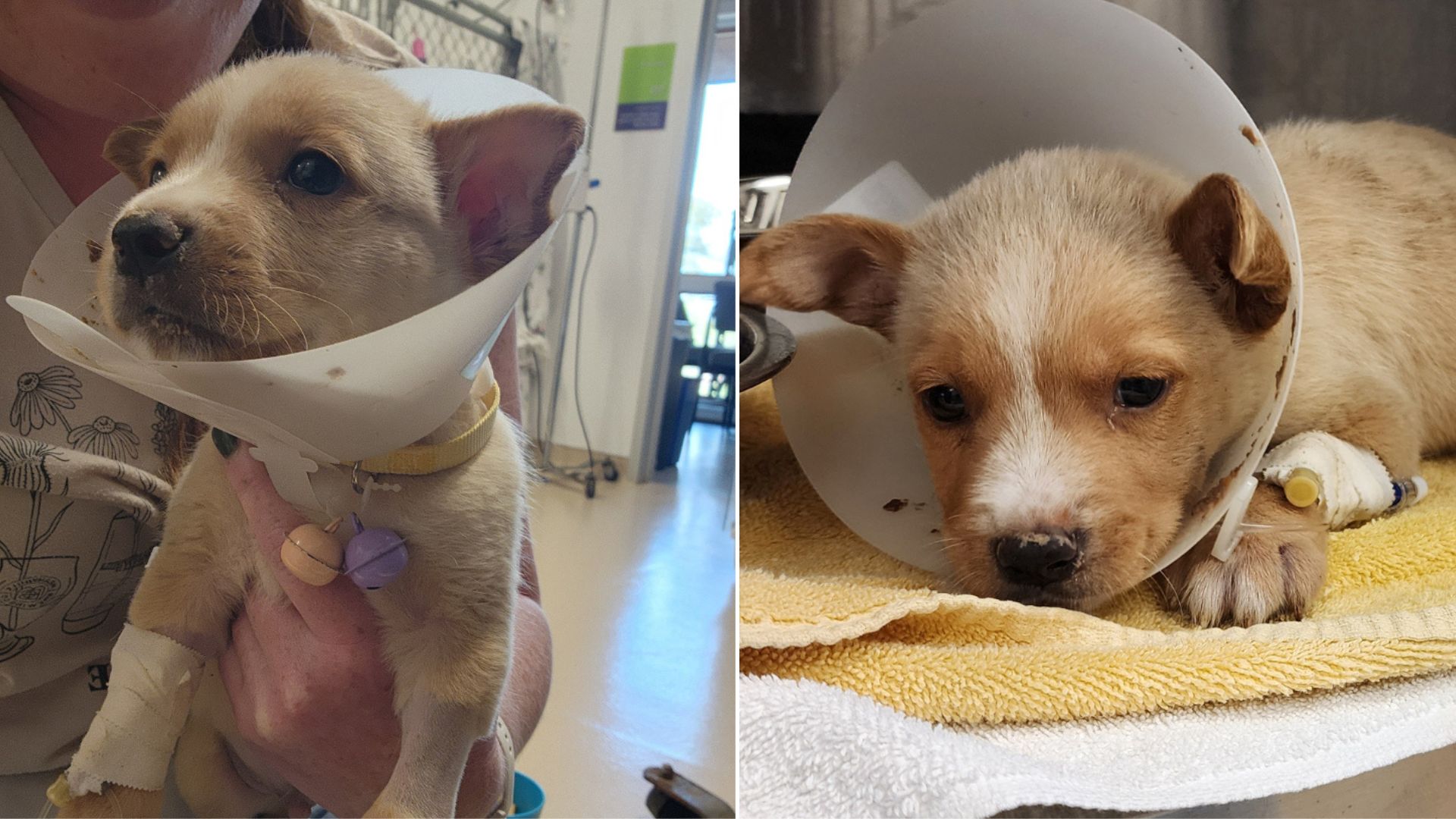 injured puppy