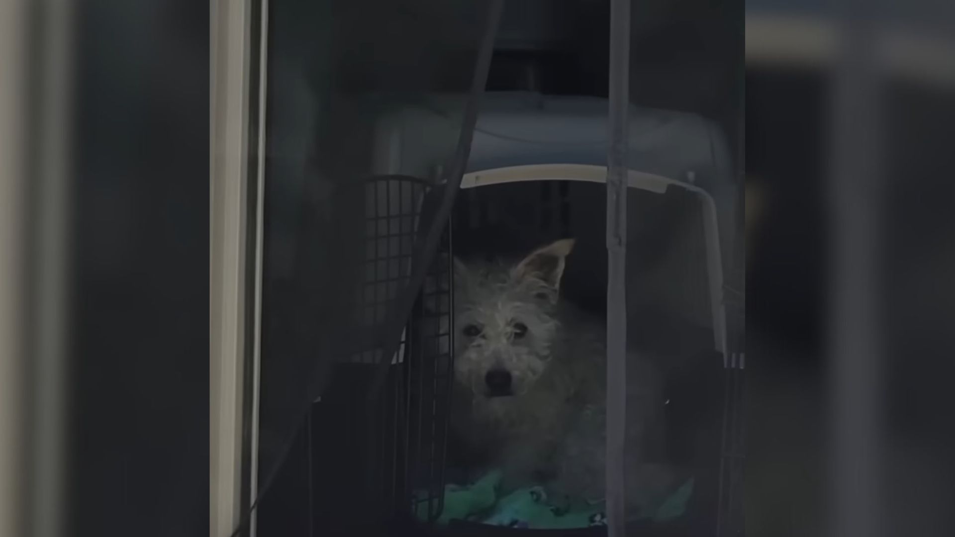 This California Dog Was Terrified of People, And What Happened Next Will Warm Your Heart