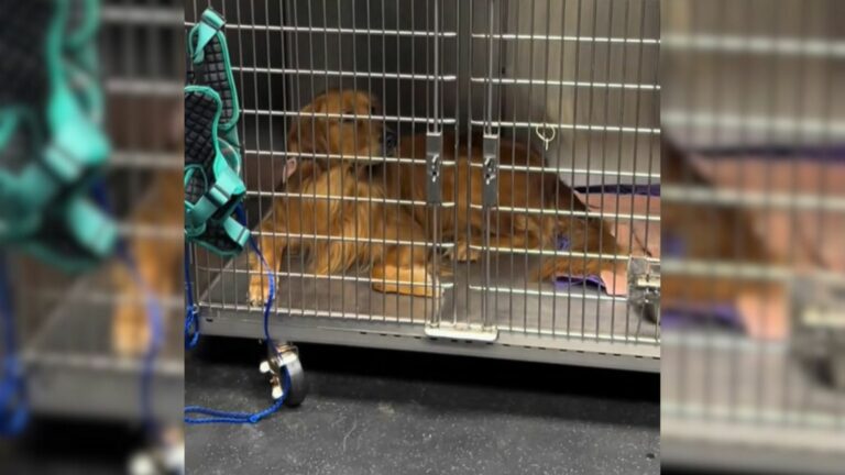 dog in kennel