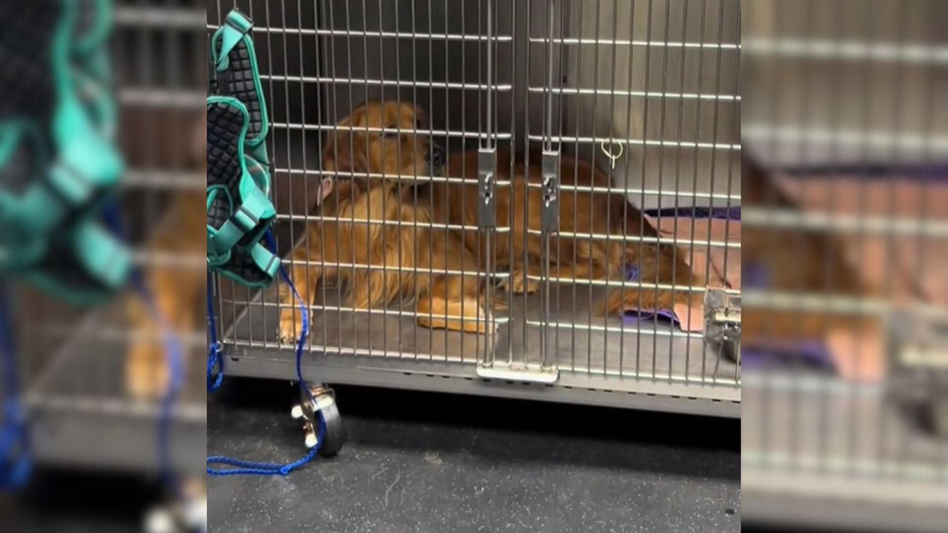 This Dog From Texas Thought He Was Just Visiting The Vet But Then An Upside-Down Giant Walked In