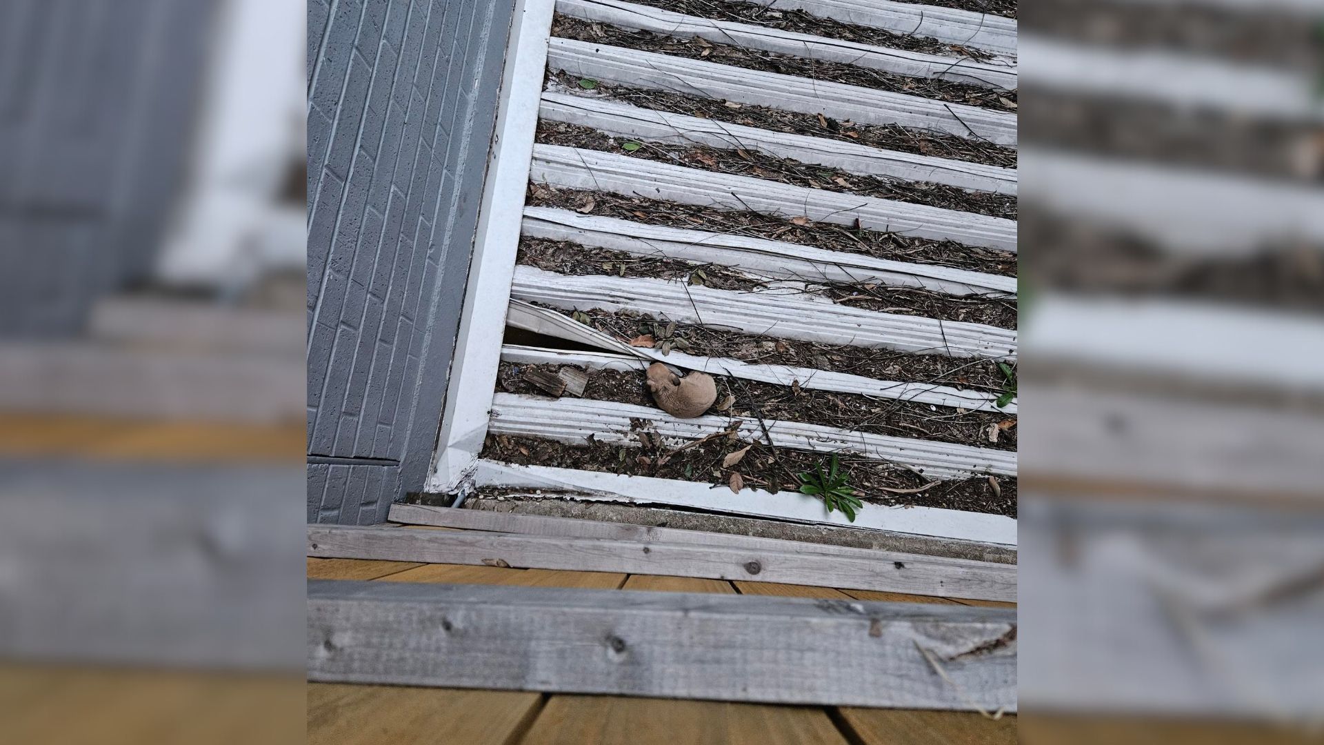 Tiny Creature Trapped On The Roof Leaves Texas Apartment Residents In Shock