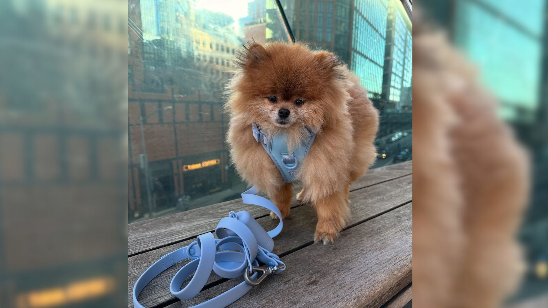 Tiny New York Pomeranian Almost Gets Swept Away By Wind Tunnel, But His Reaction Has Everyone Laughing