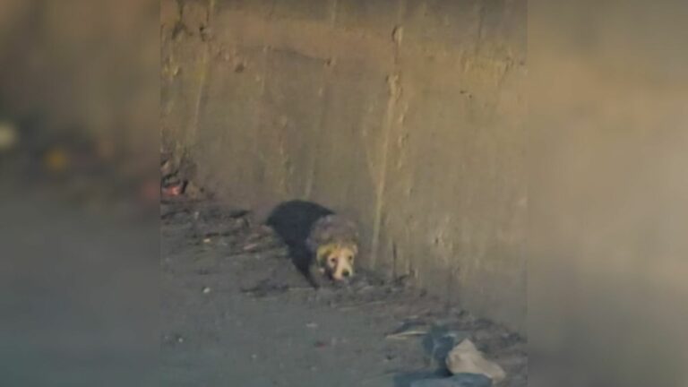 tiny dog