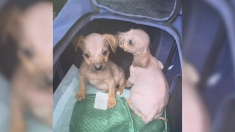 two puppies