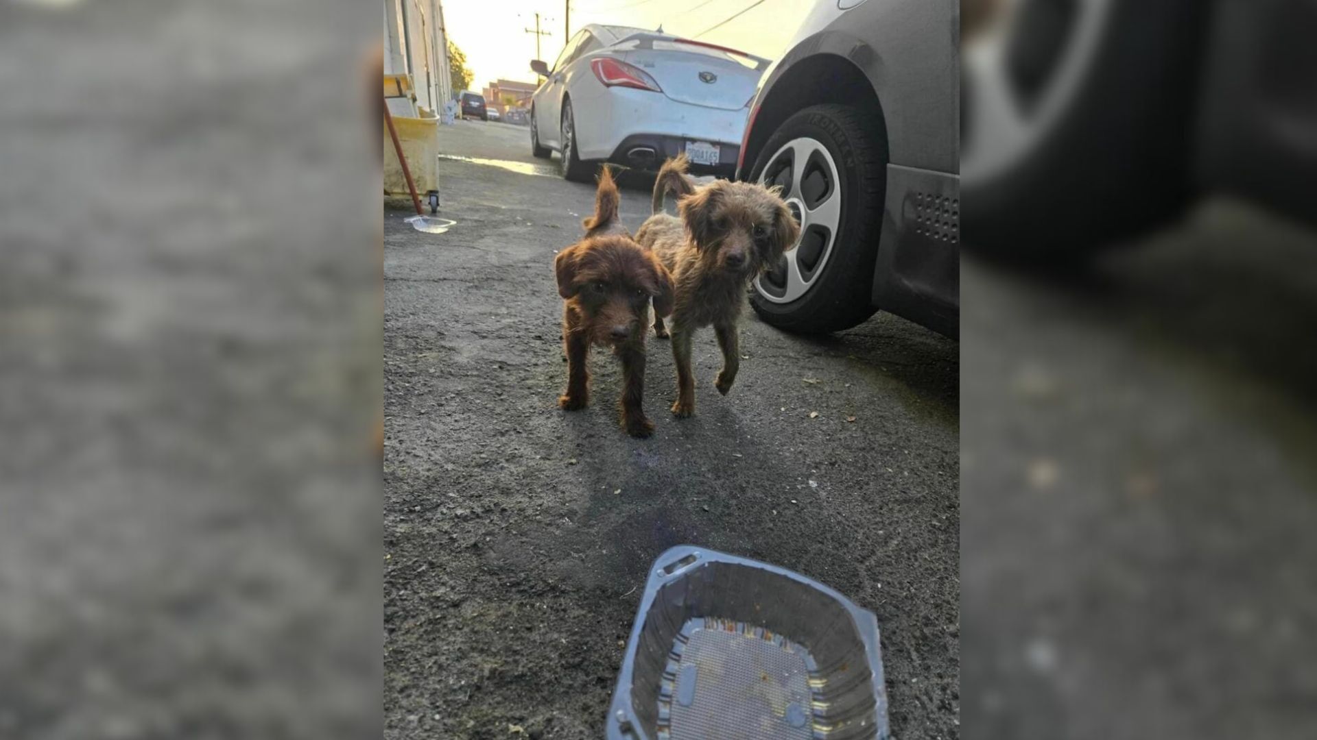 Two Lonely Pups Found Behind A Mall In California Cling To Each Other For Comfort