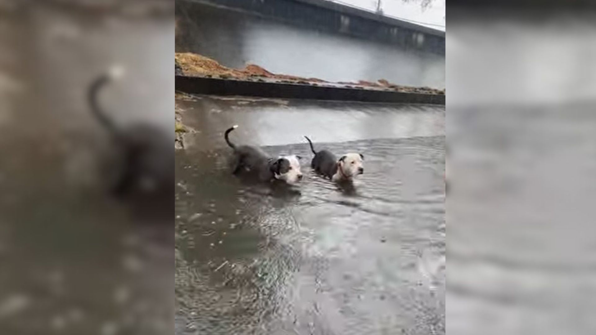 Two Pit Bulls Stranded In Louisiana Canal Face Rising Waters Until Help Arrives