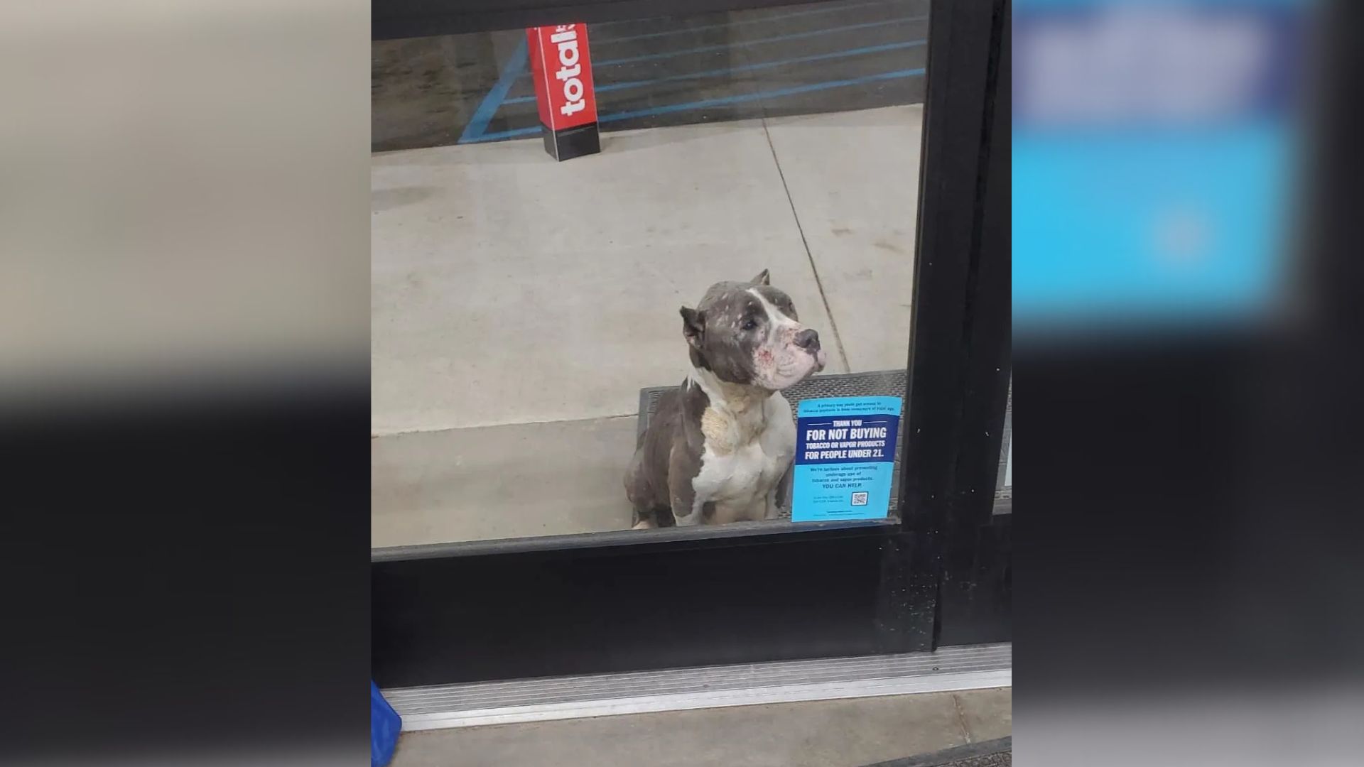 Virginia Dog In Need Waits Outside Dollar Store, Desperate To Be Noticed