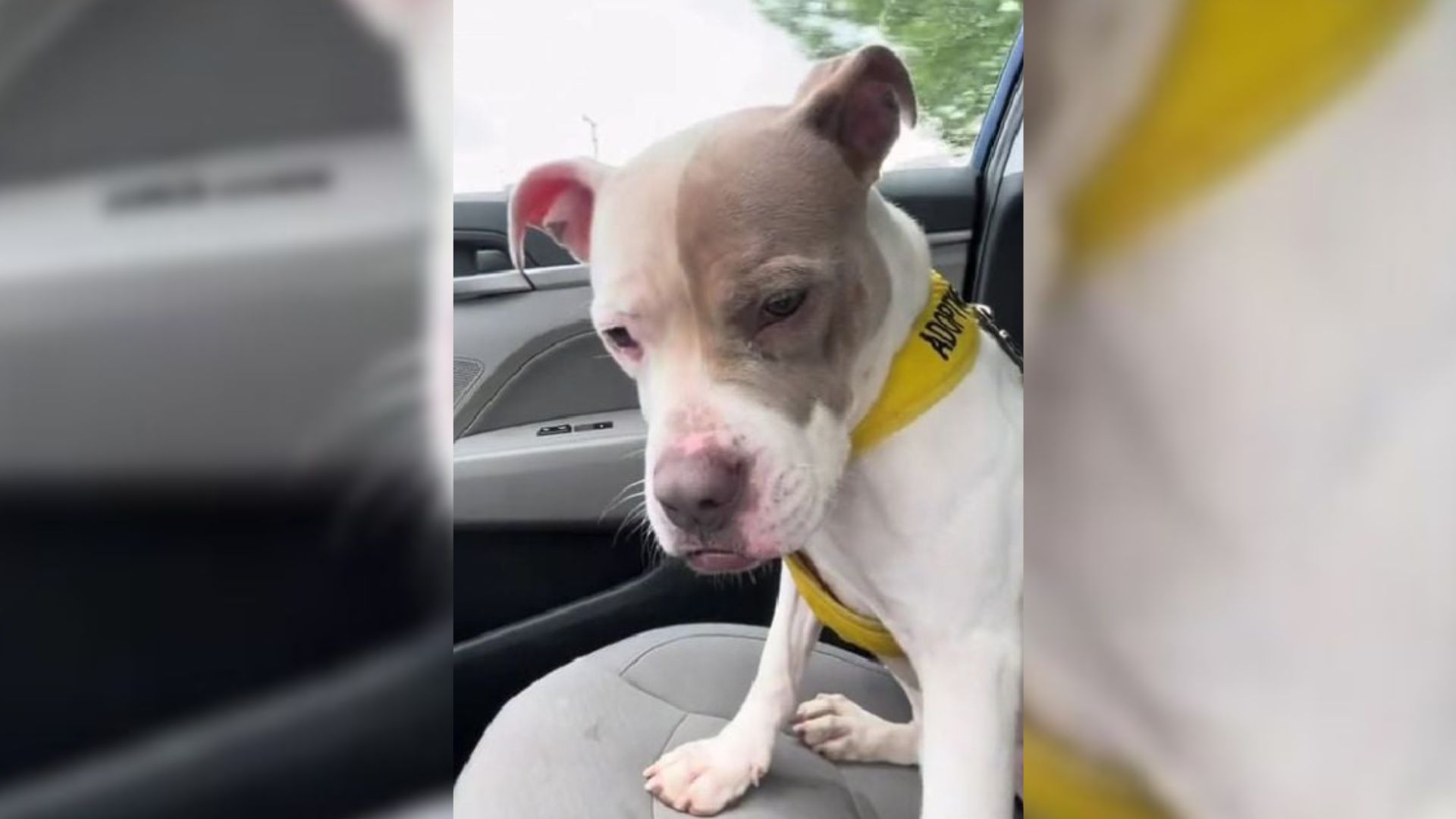 Virginia Dog’s Smile Fades As She Recognizes She’s Going Back To The Shelter