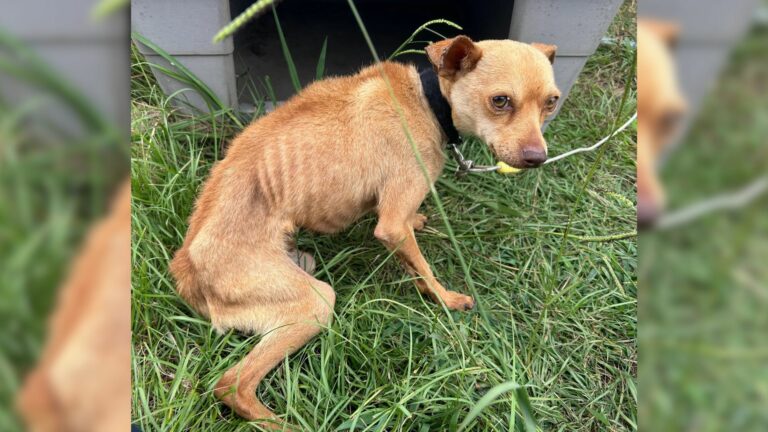 skinny chihuahua