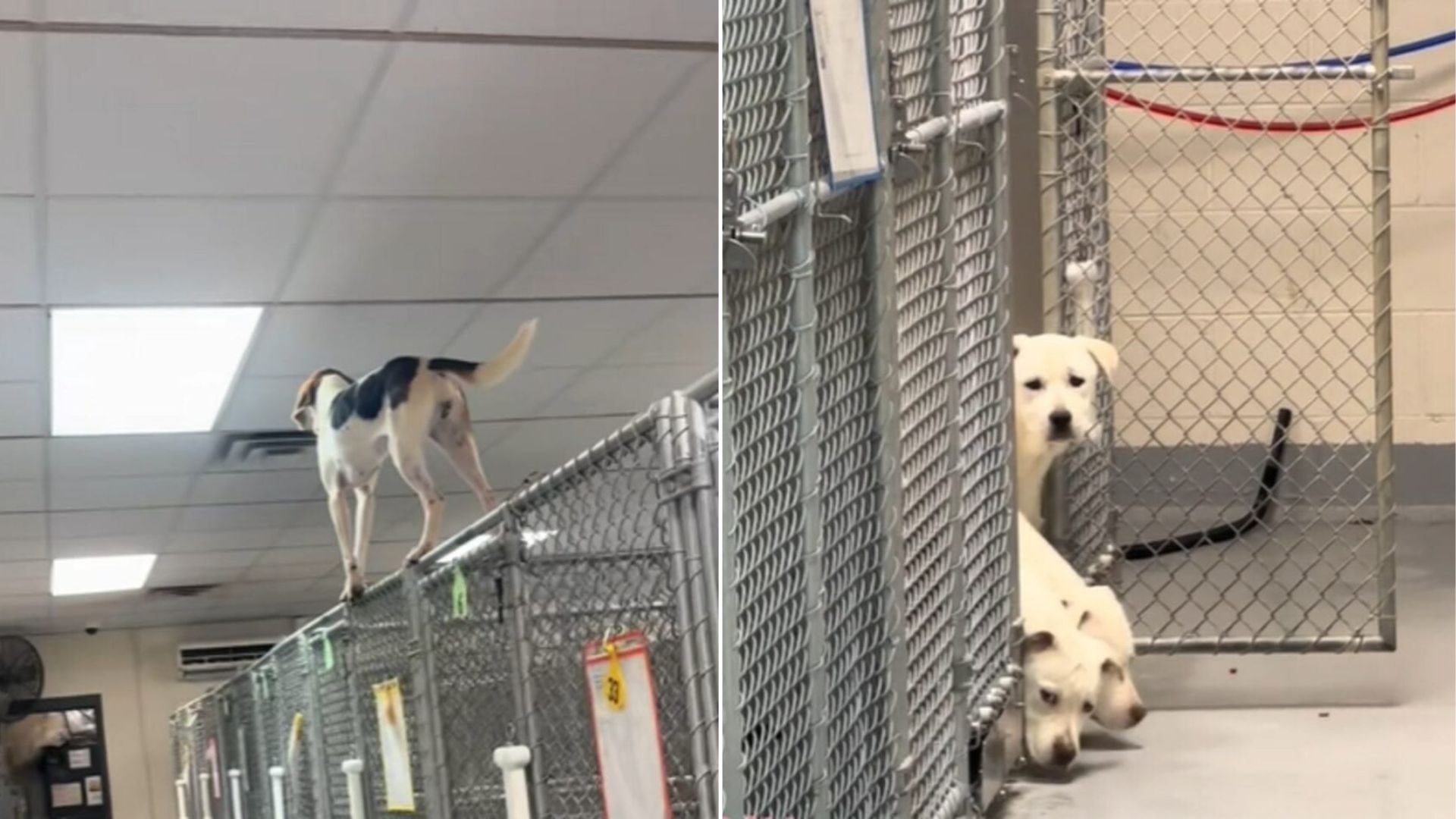 Virginia Shelter Dog Climbs Crate Wall In Desperate Plea For A Way Out