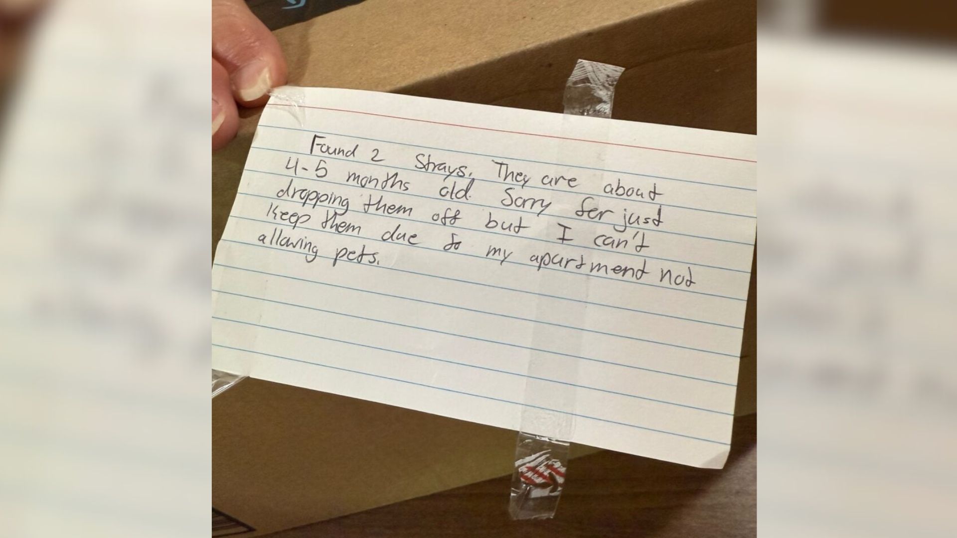 Volunteer At Missouri Shelter Finds Taped Box With A Shocking Secret Inside