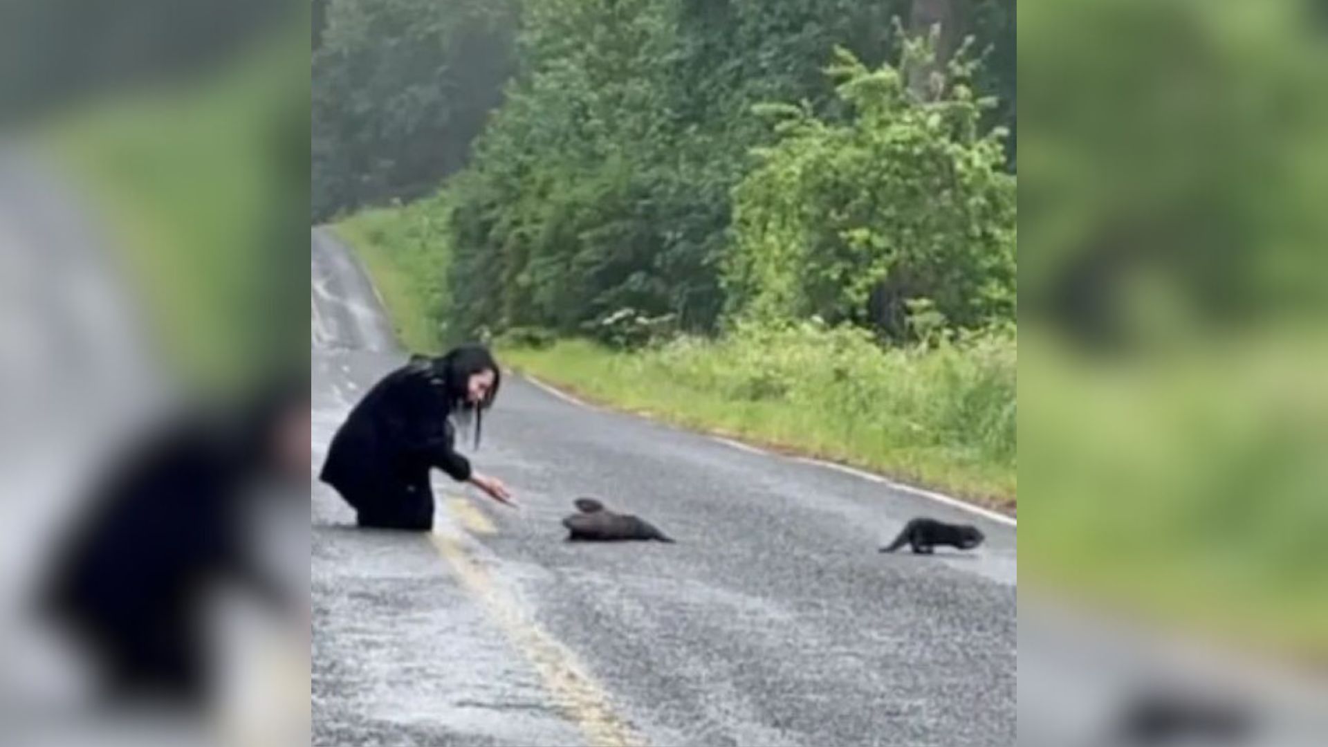 Washington Couple Spots Strange Shape On Road And Discovers Three Tiny Lives In Danger