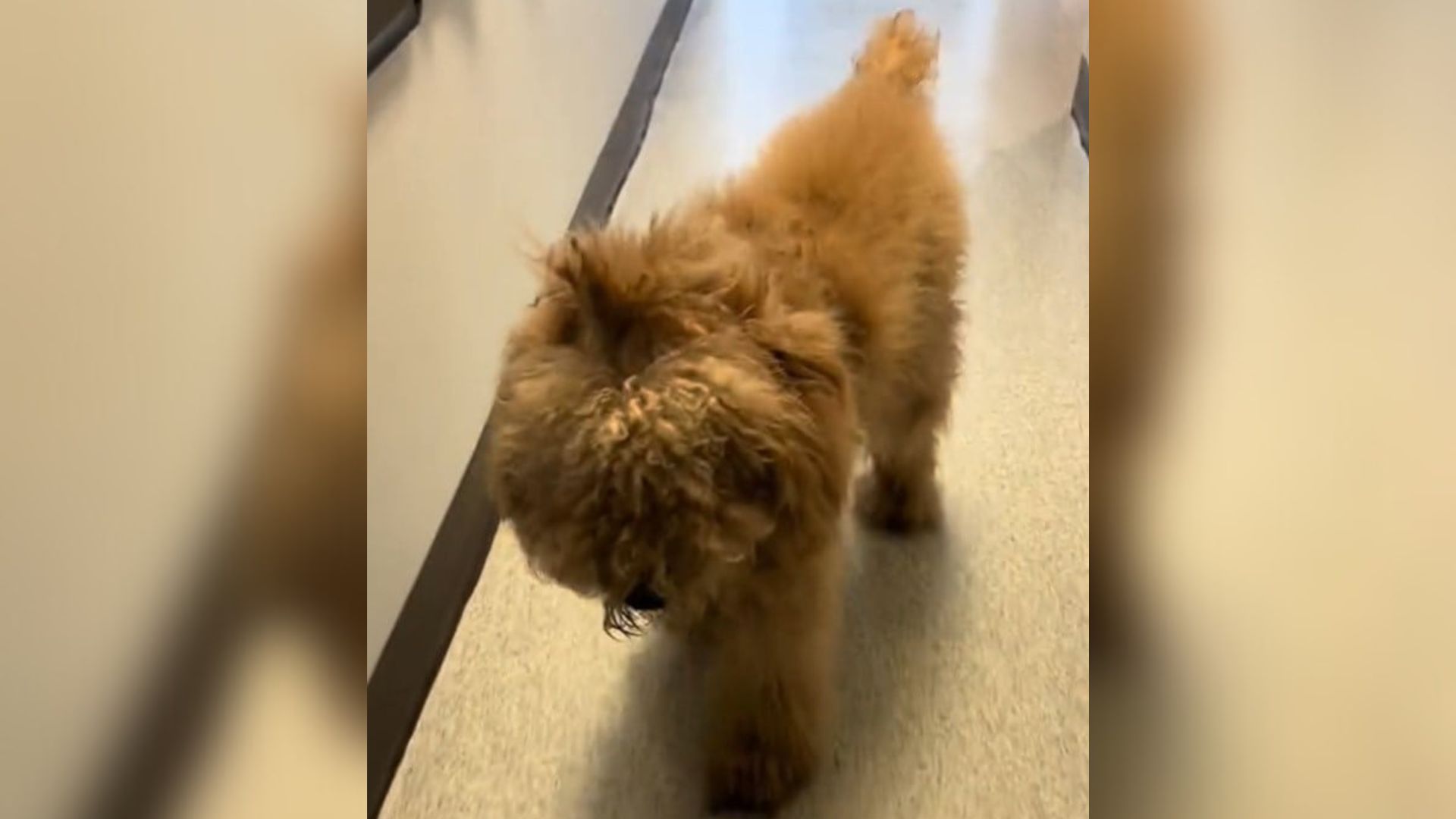 Washington Dog Neglected For Years Reveals His True Heart After Rescuers Save Him