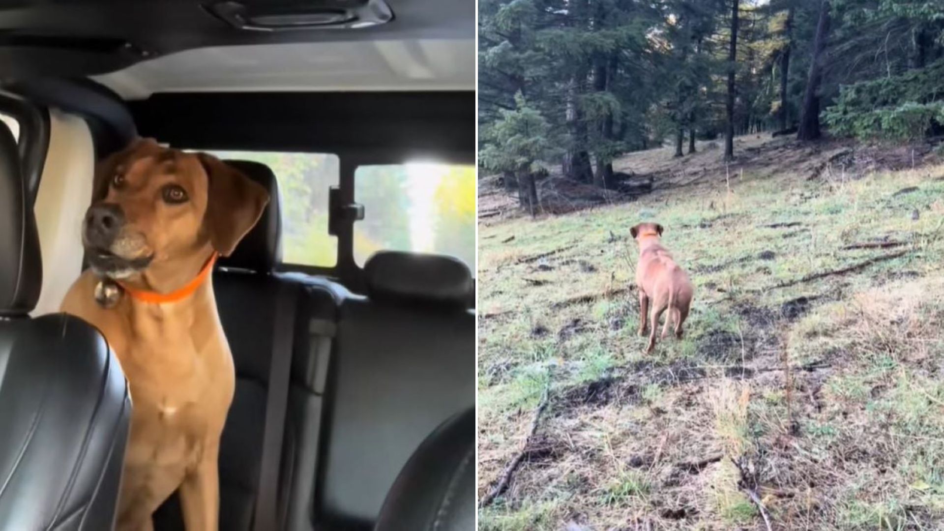 Washington Hiker’s Dog Senses Something In The Woods And Refuses To Move