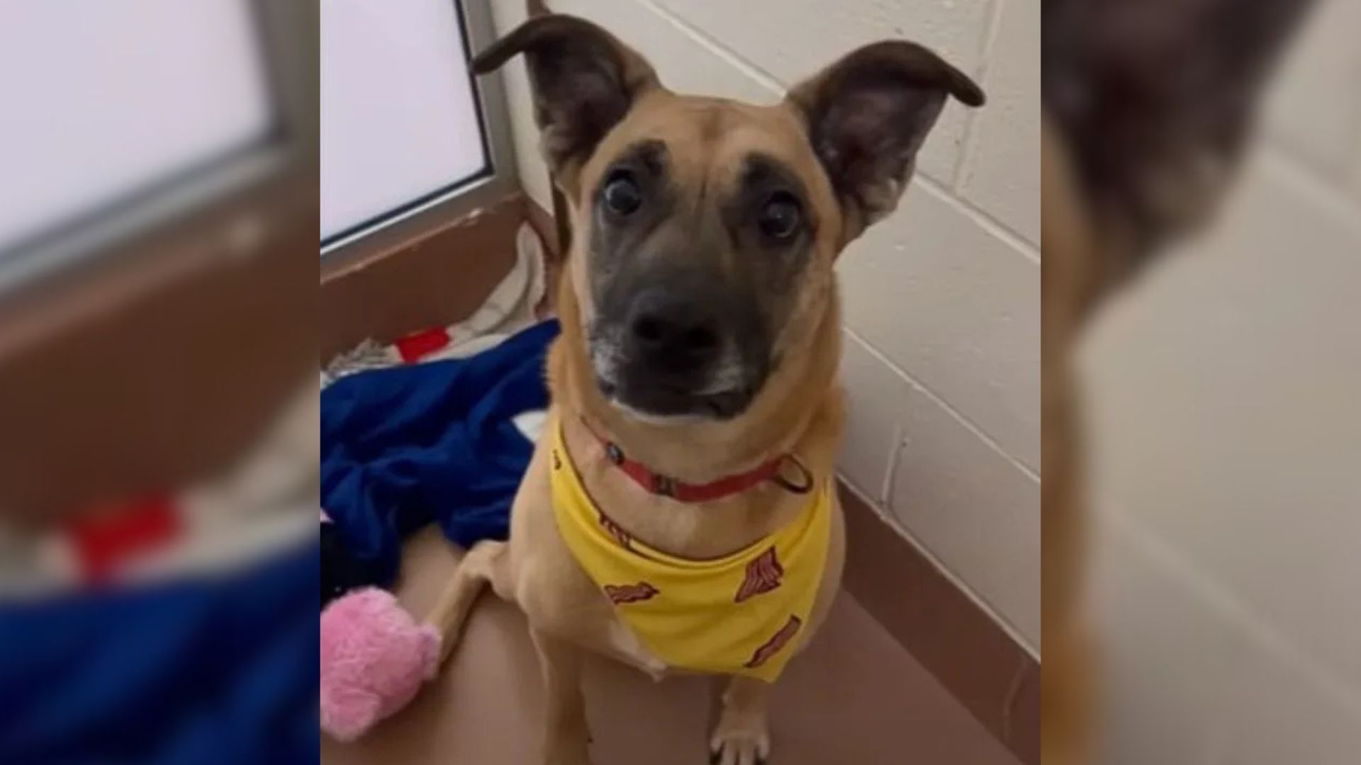 Washington Mama Dog Longs For A Second Chance After Three Years Of Waiting For A Family