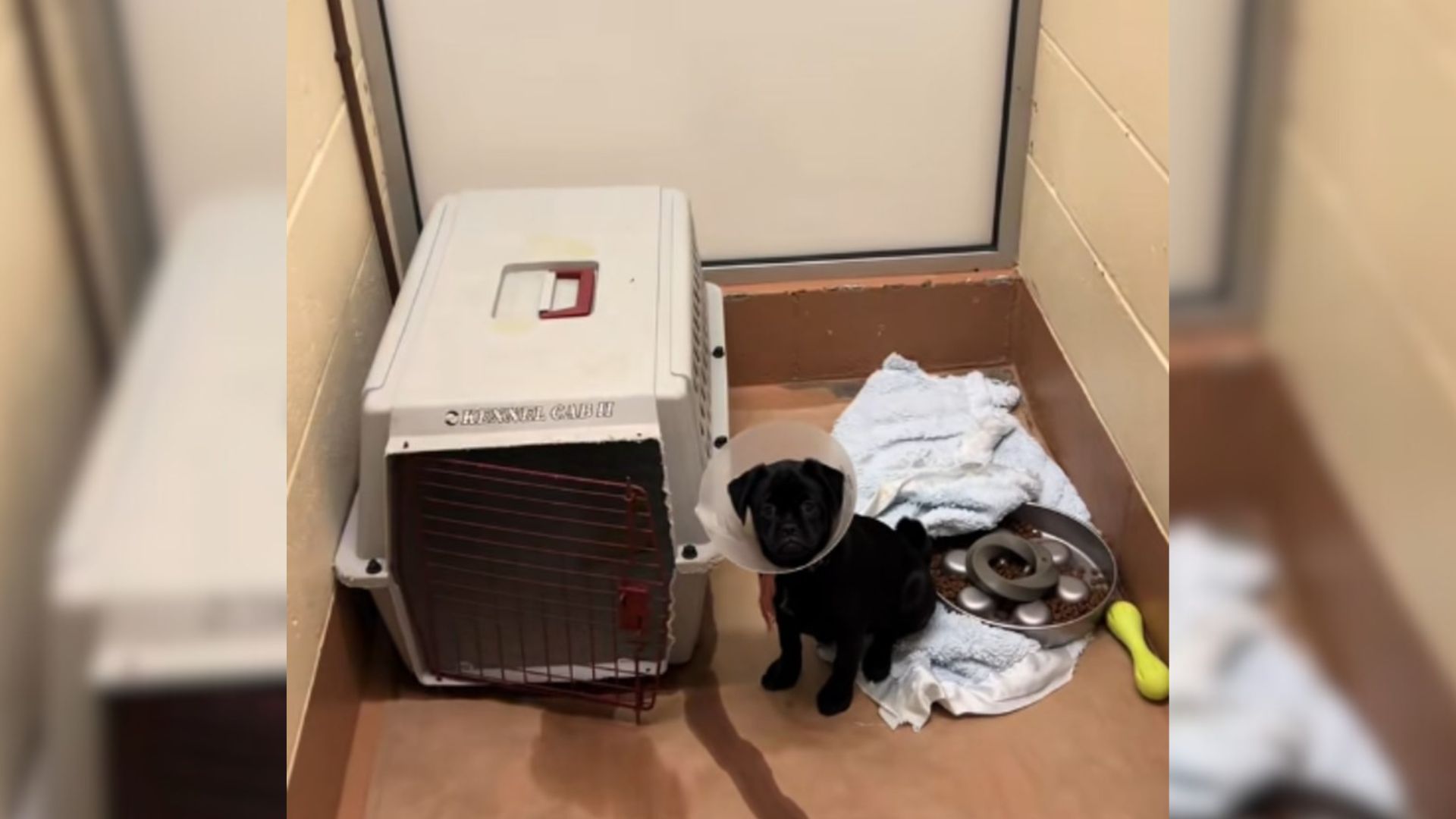 tiny black puppy