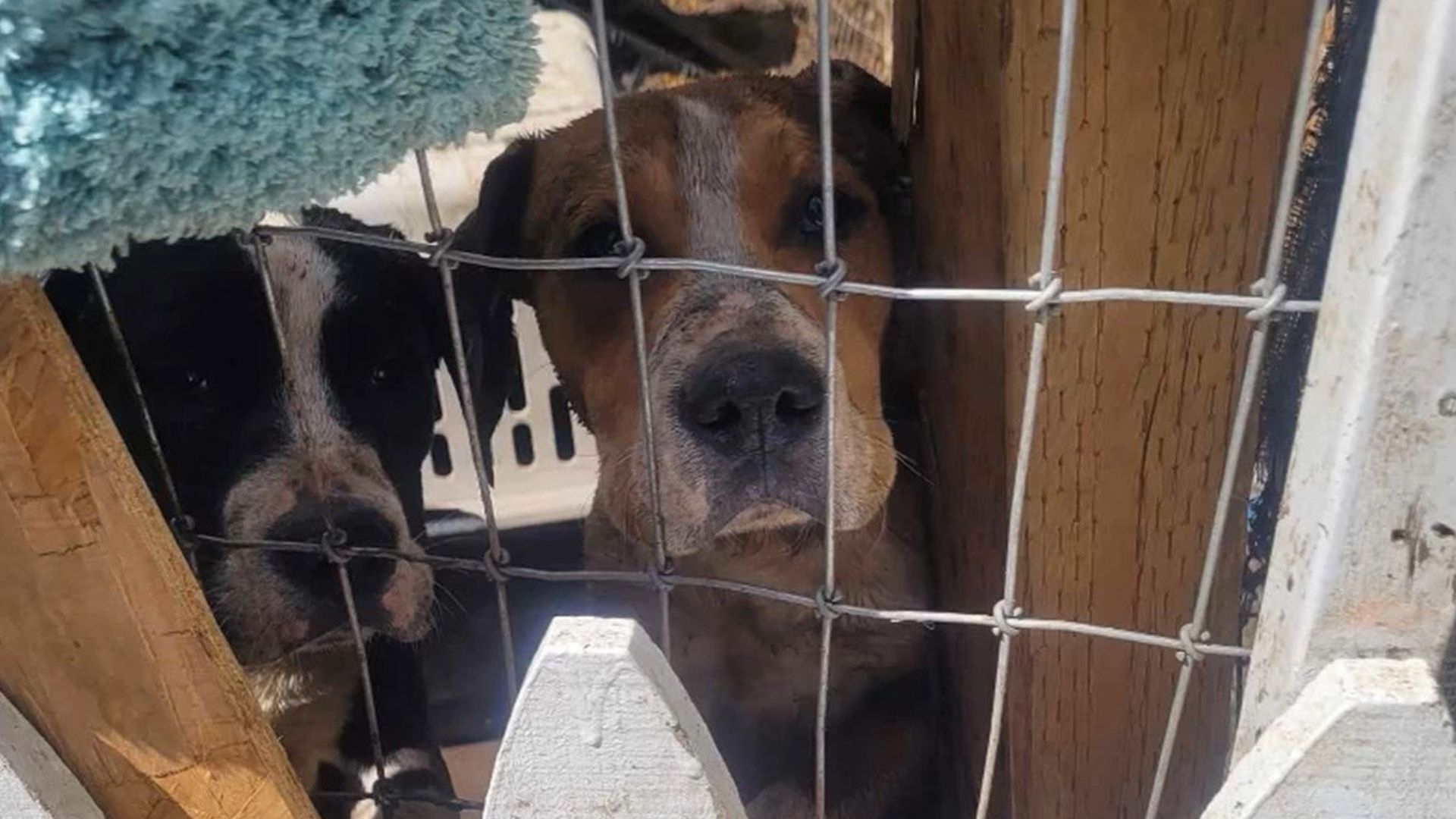 Washington Rescuer Breaks Down After Discovering Dogs Abandoned In Muddy Backyard