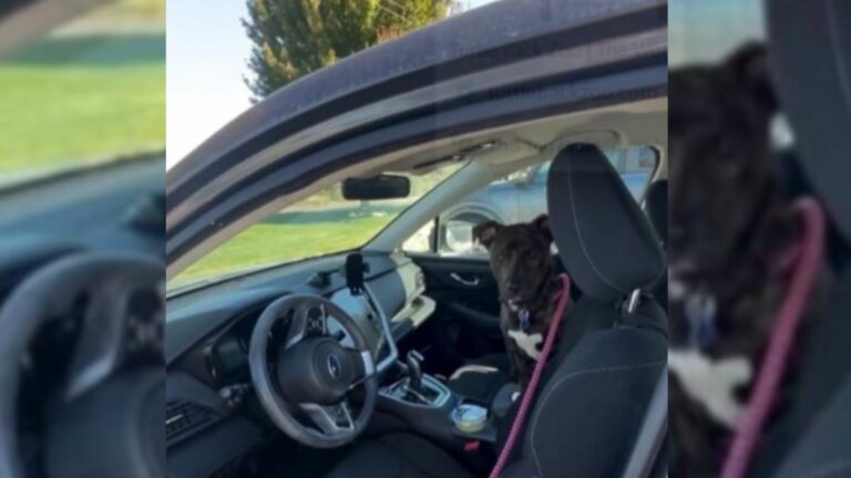 dog in car