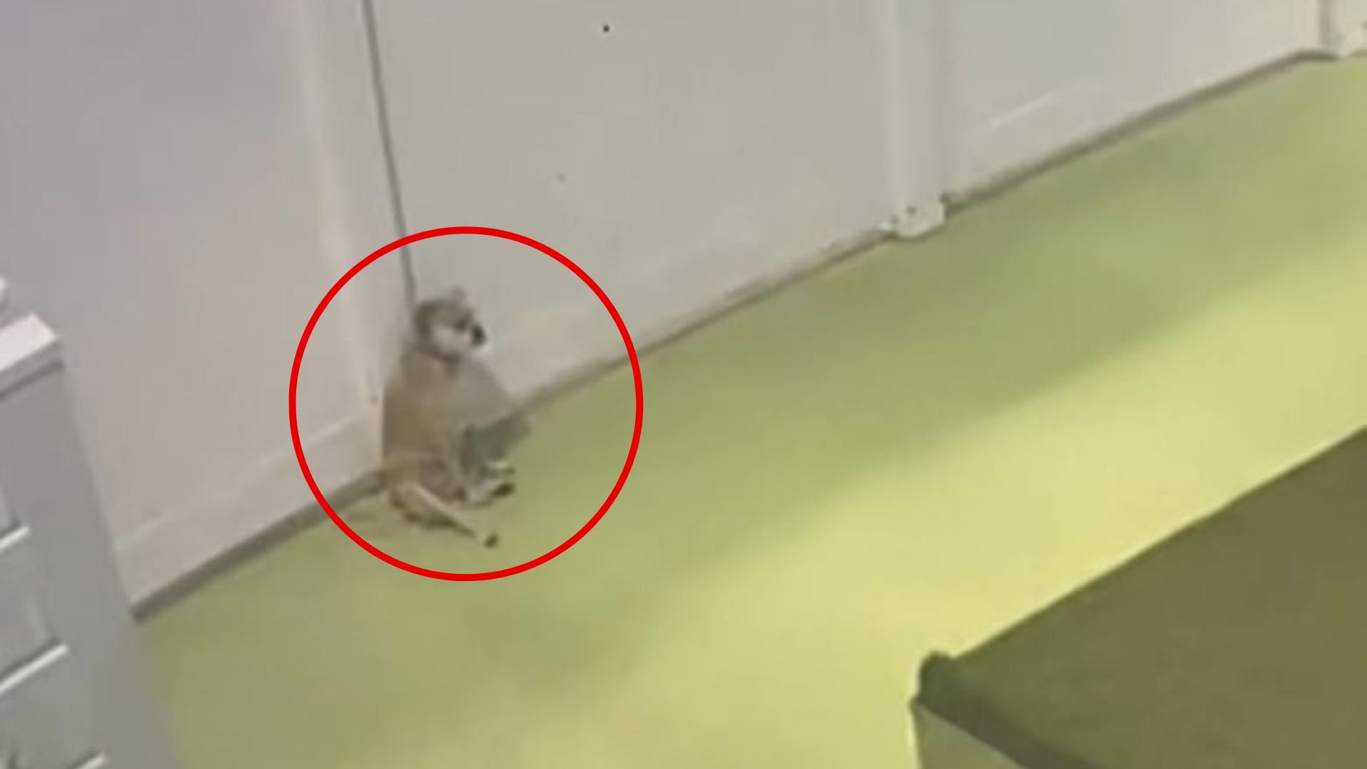 dog sitting in the corner