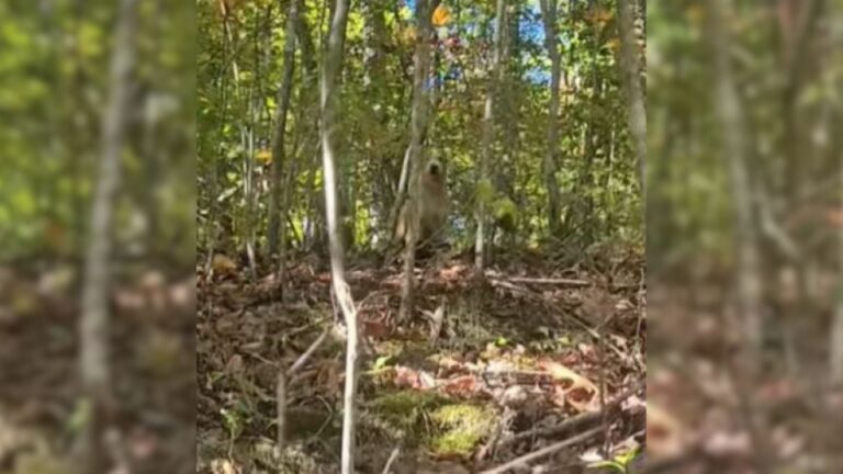 dog in woods