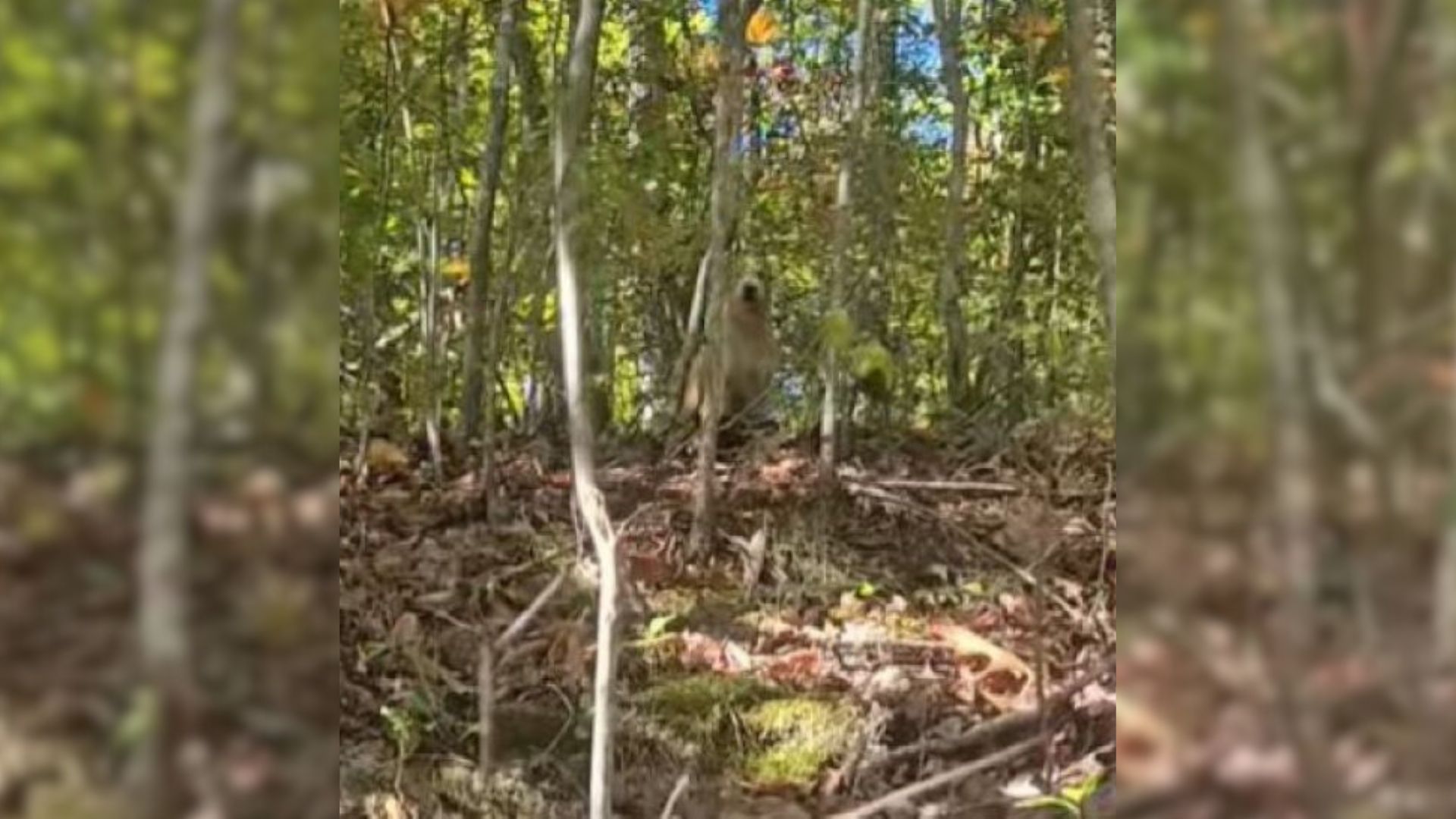 dog in woods
