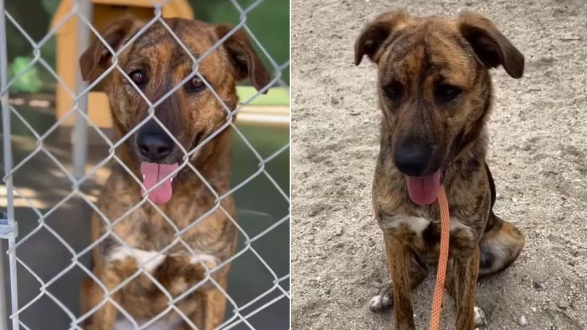 What A California Shelter Worker Did For A Forgotten Dog Sparked An Unbelievable Turn