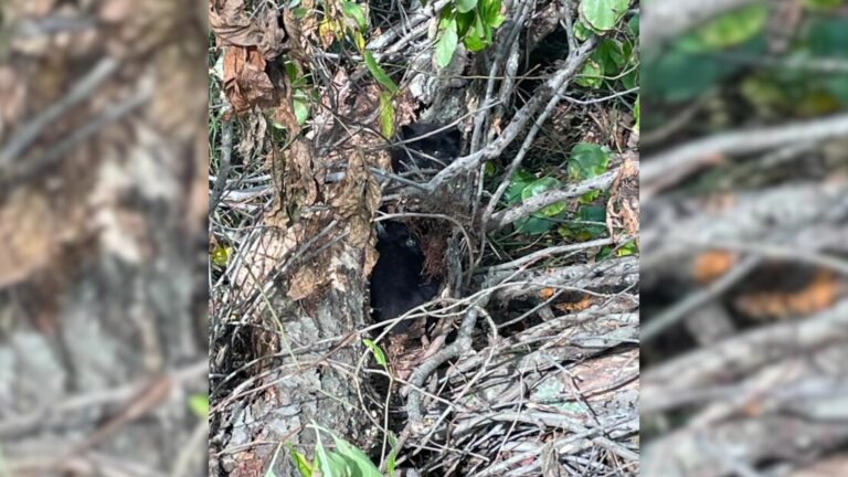 black kitten