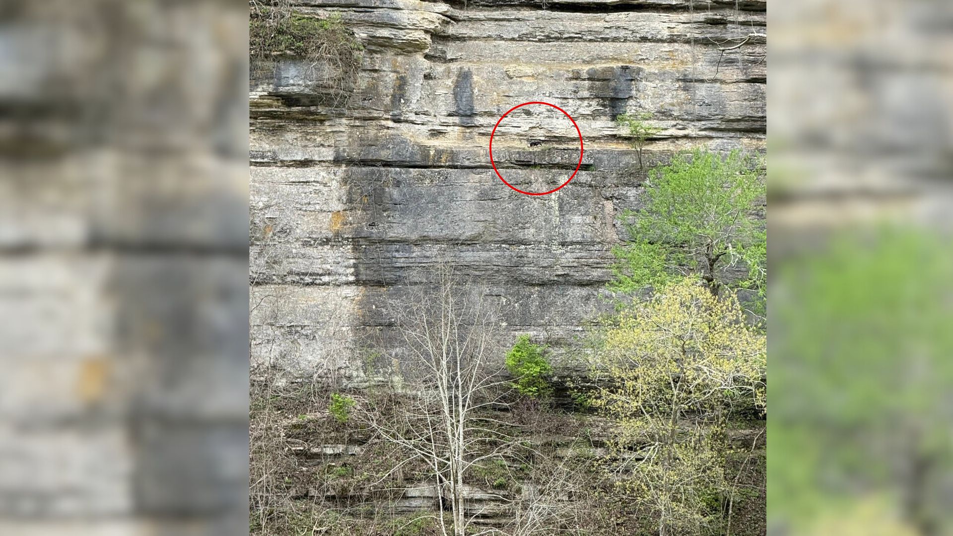 While Hiking In Kentucky, Woman Notices Cliffside Motion And Discovers A Stranded Animal