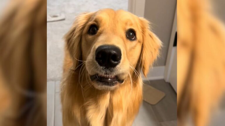sweet Golden Retriever