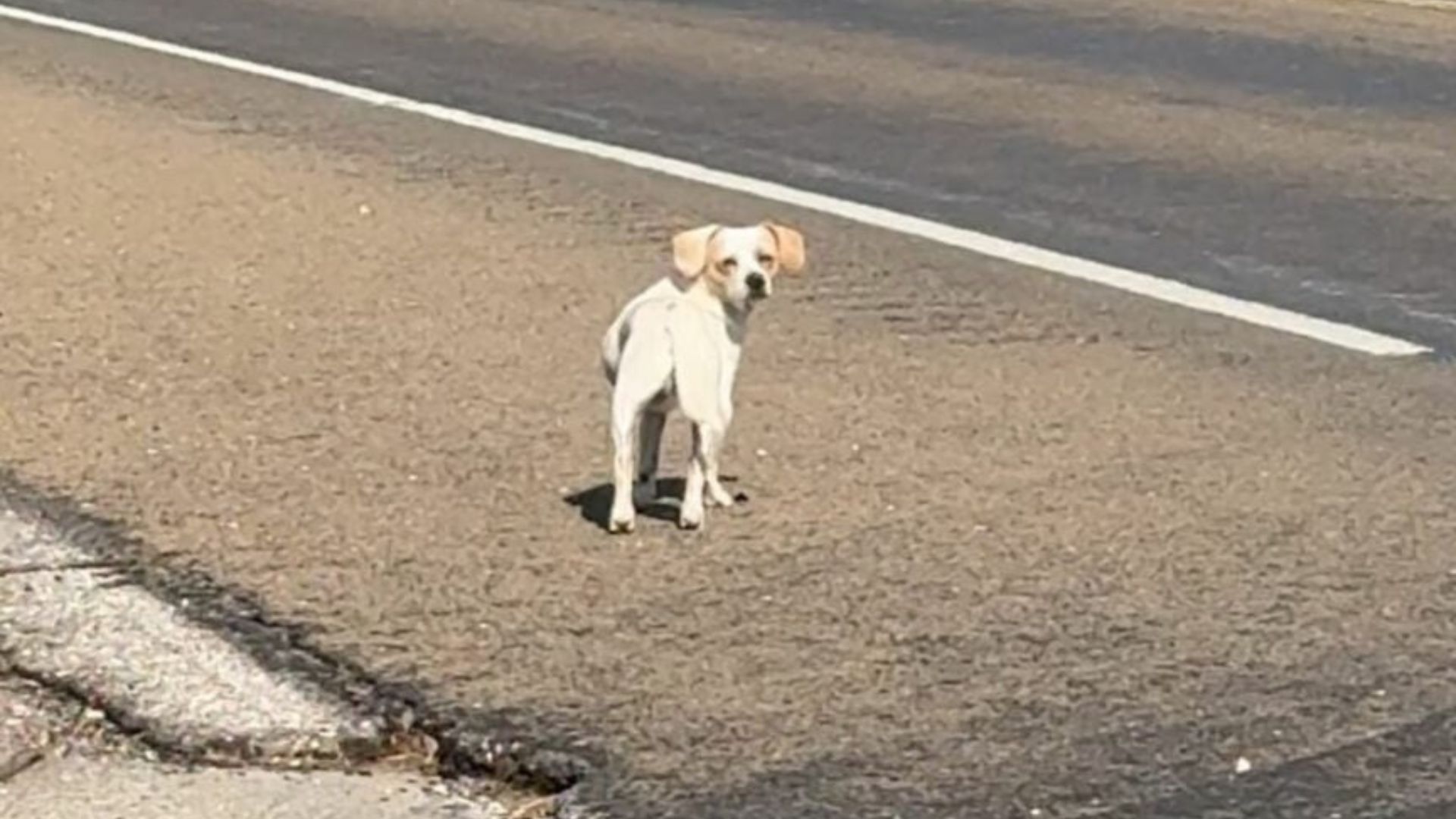Woman Discovers A Frightened Dog On A Busy Road In Texas And Won’t Leave Him Behind