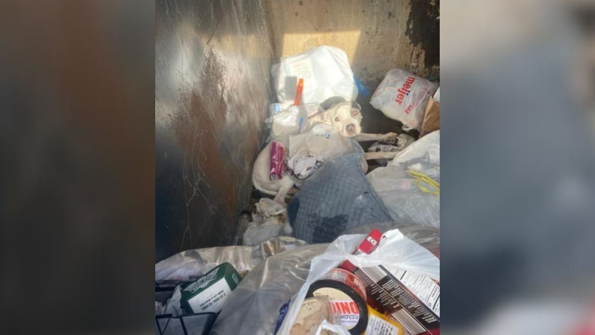 dog in trash