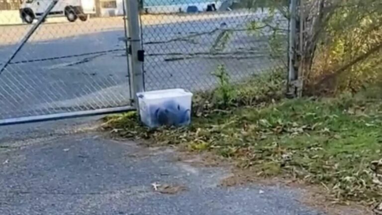 container on a lawn