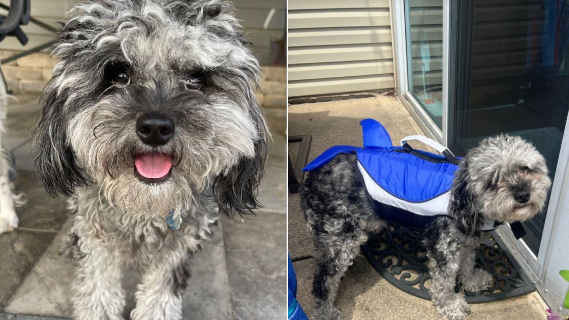 Woman In Indiana Picks Up Her Dog From The Groomer And Knows Something Isn’t Right