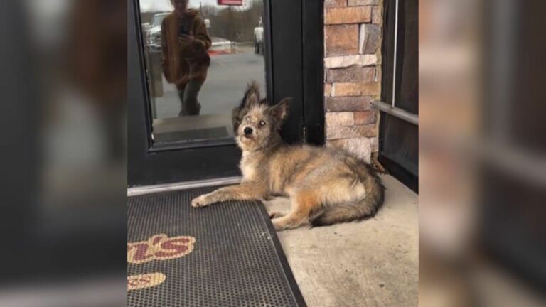 abandoned dog