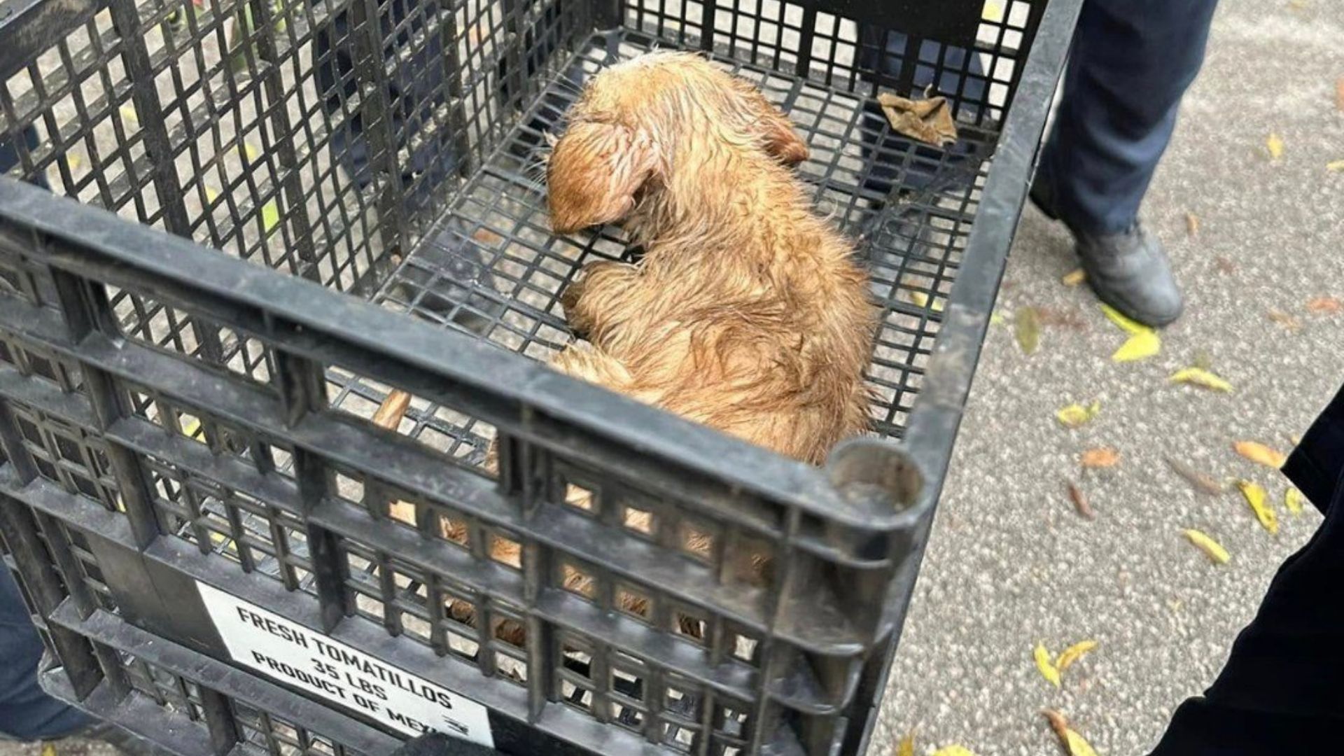 abandoned puppy