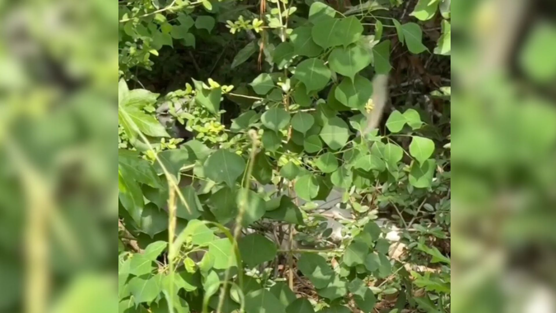 Woman’s Drive Turns Into A Heartwarming Rescue After Spotting A White Blur In The Grass In Texas