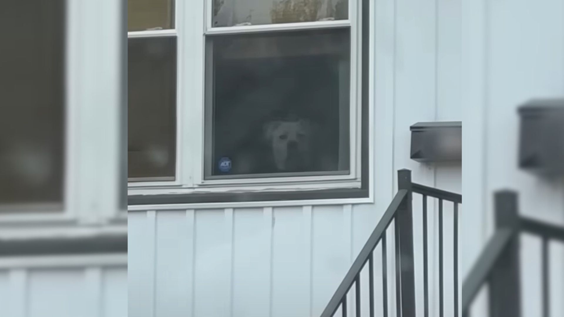 Years After Fostering, Ohio Woman Spots Her Dog On The Street And Immediately Offers Help