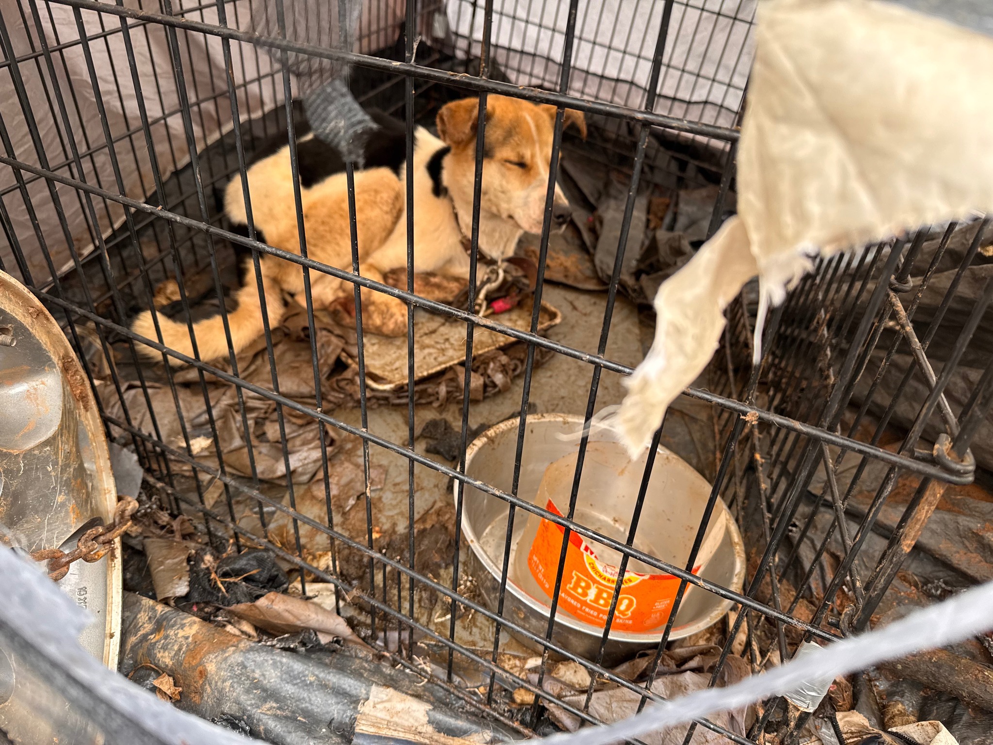 abandoned dog