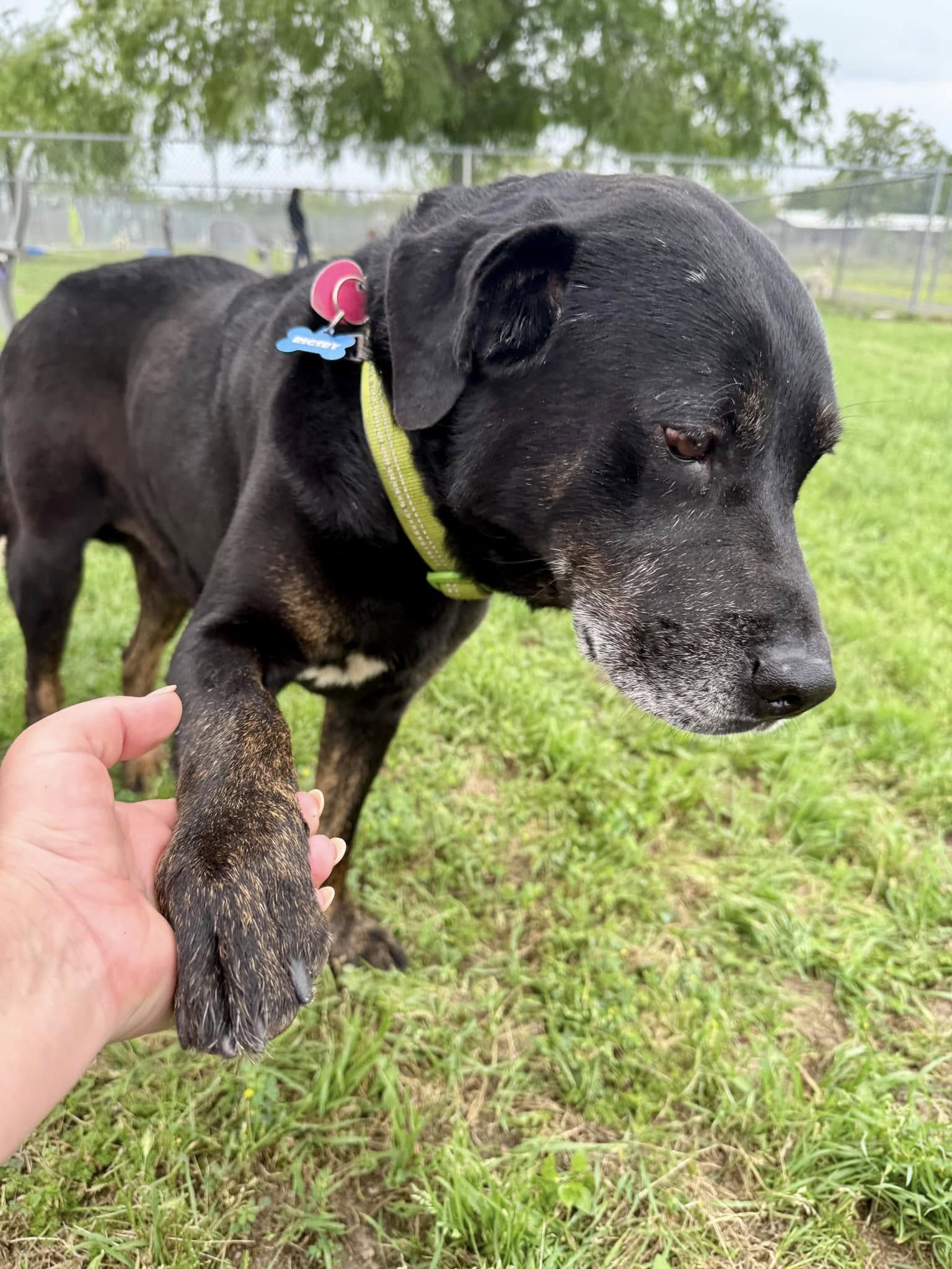 abandoned dog in a park