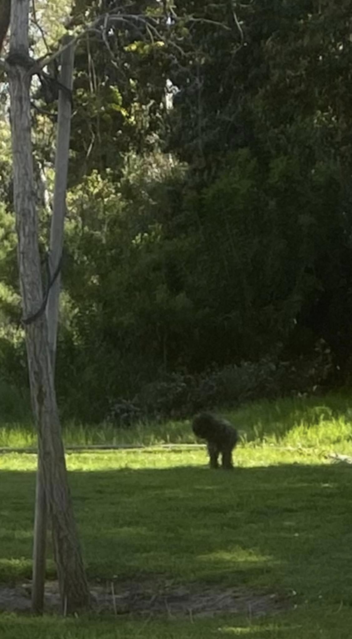 abandoned dog in park