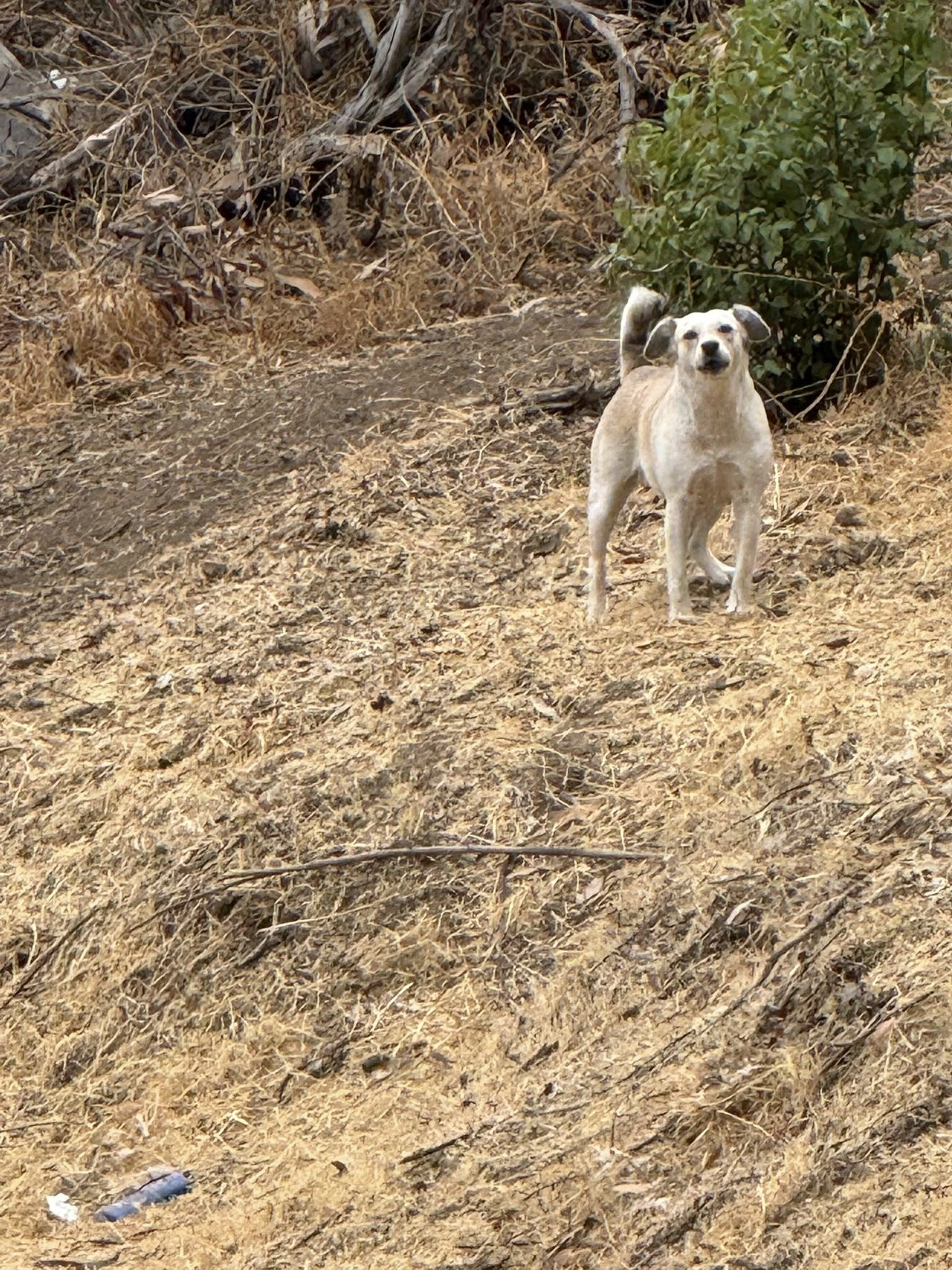 abandoned dog in wild