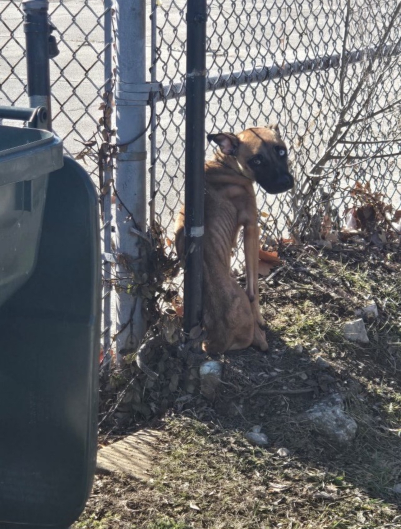 abandoned pup