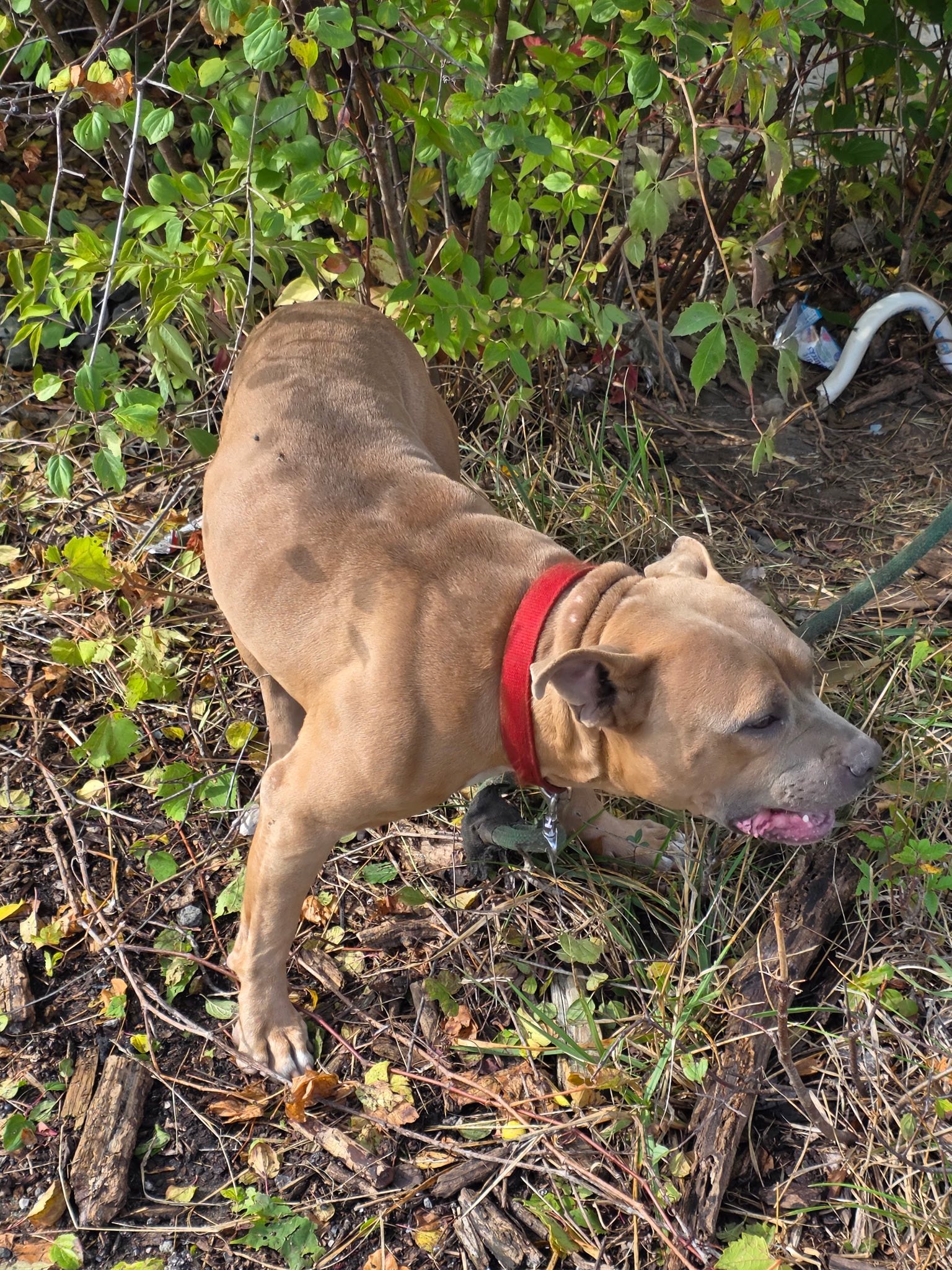 abandoned senior dog