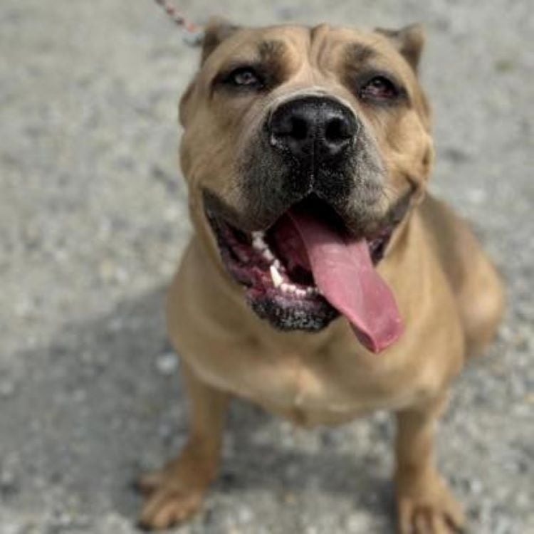 adopted dog