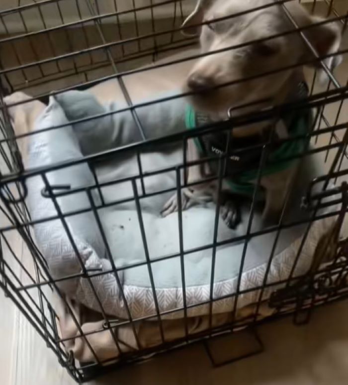 adopted dog in crate