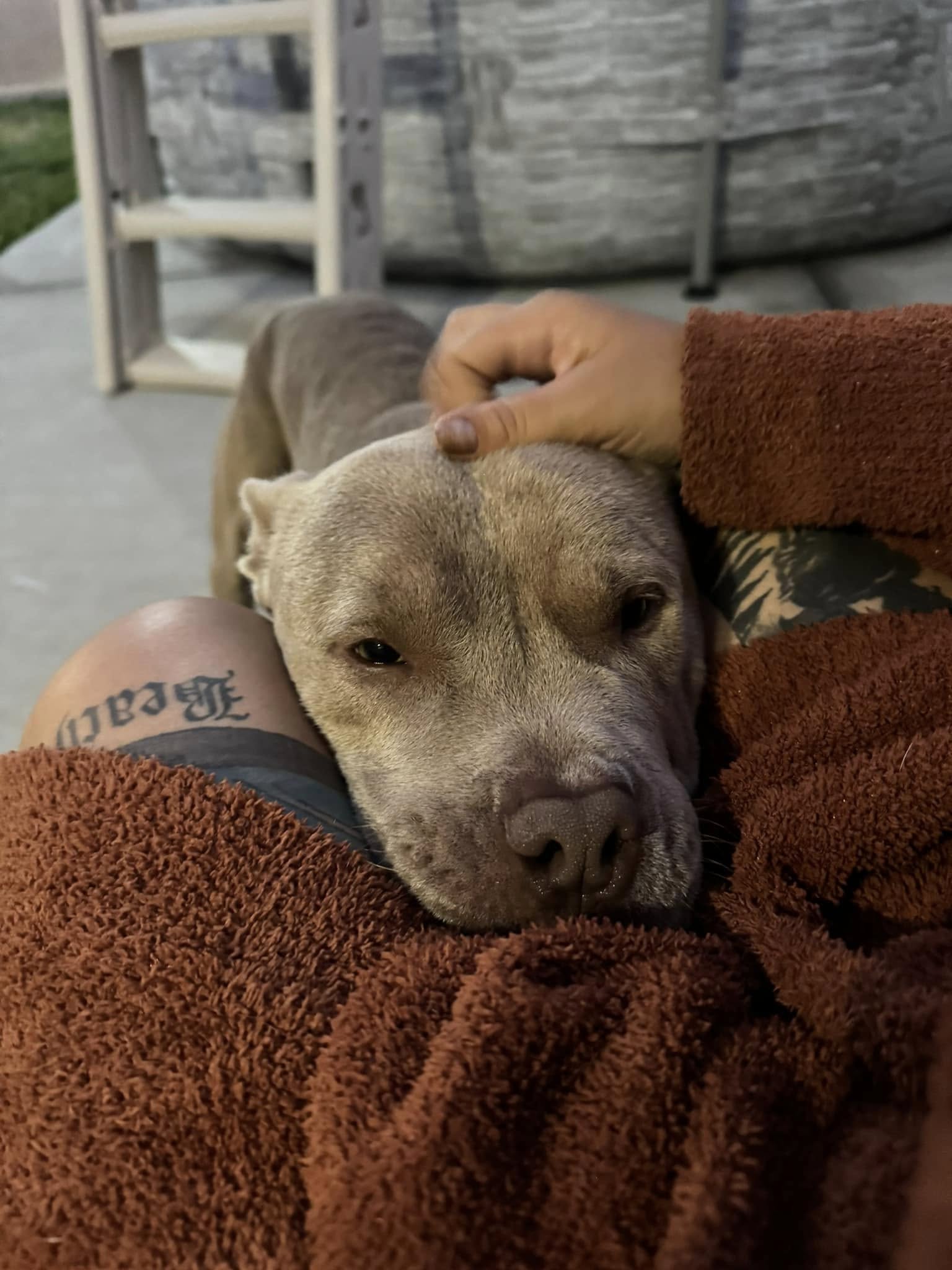 adopted dog with owner