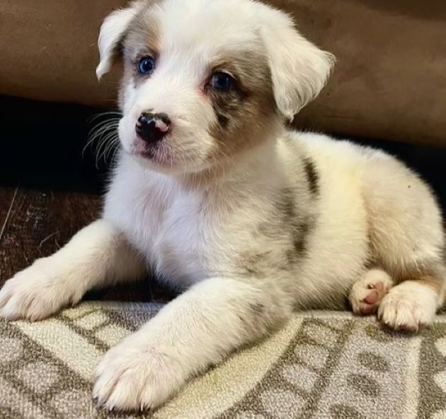 adopted puppy